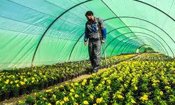 ابلاغ  الگوی کشت تا مهر امسال 