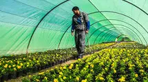 ابلاغ  الگوی کشت تا مهر امسال 