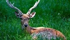 گوزن زرد ایرانی به طبیعت برمی‌گردد