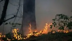 گریه‌های جانسوز جنگلبانان هنگام سوختن درختان چندهزارساله جنگل‌های هیرکانی