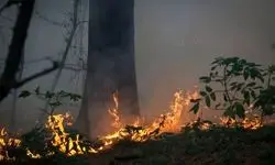 گریه‌های جانسوز جنگلبانان هنگام سوختن درختان چندهزارساله جنگل‌های هیرکانی