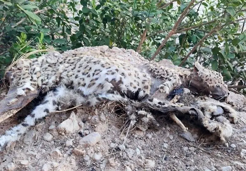لاشه پلنگ ایرانی در بوشهر کشف شد