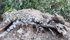 لاشه پلنگ ایرانی در ‌بوشهر کشف شد