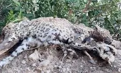 لاشه پلنگ ایرانی در ‌بوشهر کشف شد