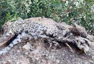 لاشه پلنگ ایرانی در ‌بوشهر کشف شد