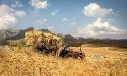 تذکر نمایندگان درباره تأخیر در پرداخت مطالبات گندمکاران