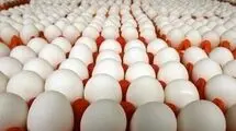 قیمت تخم مرغ اعلام شد؛ هرشانه تخم مرغ برای مصرف کننده ۱۷۵ تا ۱۸۰ هزارتومان