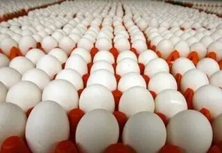 قیمت تخم مرغ اعلام شد؛ هرشانه تخم مرغ برای مصرف کننده ۱۷۵ تا ۱۸۰ هزارتومان