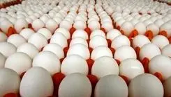 قیمت تخم مرغ اعلام شد؛ هرشانه تخم مرغ برای مصرف کننده ۱۷۵ تا ۱۸۰ هزارتومان