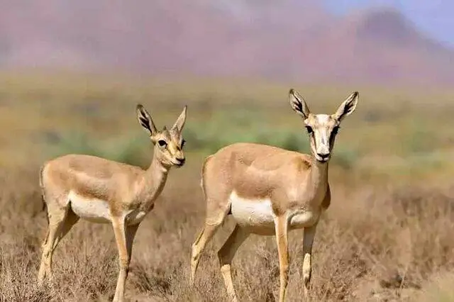 تأکید حمید ظهرابی بر افزایش جمعیت آهو در دشت مغان