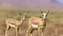 تأکید حمید ظهرابی بر افزایش جمعیت آهو در دشت مغان