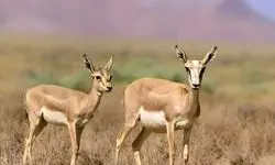 تأکید حمید ظهرابی بر افزایش جمعیت آهو در دشت مغان