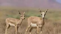 تأکید حمید ظهرابی بر افزایش جمعیت آهو در دشت مغان