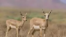 تأکید حمید ظهرابی بر افزایش جمعیت آهو در دشت مغان