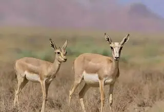 تأکید حمید ظهرابی بر افزایش جمعیت آهو در دشت مغان