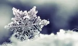 تصاویری از یخ زدن حیوانات در برف یک متری شهرستان رابر کرمان