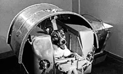 داستان سگی که اولین مسافر فضایی تاریخ شد