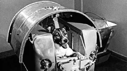 داستان سگی که اولین مسافر فضایی تاریخ شد