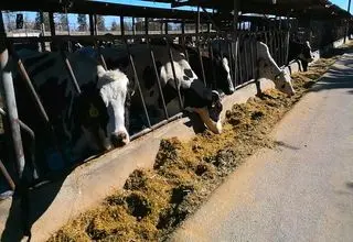 ضریب نفوذ بیمه در حوزه دام، پایین است