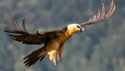 خبر خوب؛ پیدا شدن دوباره سر کله «پرنده هما» در آسمان ایران