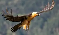 خبر خوب؛ پیدا شدن دوباره سر کله «پرنده هما» در آسمان ایران