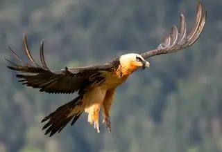 خبر خوب؛ پیدا شدن دوباره سر کله «پرنده هما» در آسمان ایران