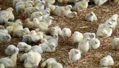 صدور مجوز صادرات جوجه یک‌روزه به کشورهای منطقه