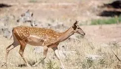 اطلاعیه محیط زیست درباره ماجرای ذبح گوزن زرد در مراسم اربعین