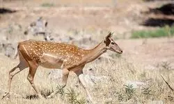 اطلاعیه محیط زیست درباره ماجرای ذبح گوزن زرد در مراسم اربعین
