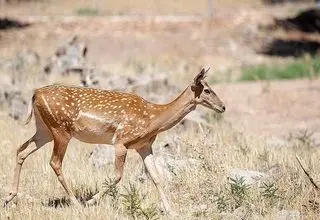 اطلاعیه محیط زیست درباره ماجرای ذبح گوزن زرد در مراسم اربعین