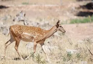 اطلاعیه محیط زیست درباره ماجرای ذبح گوزن زرد در مراسم اربعین