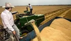 قیمت خرید تضمینی گندم اعلام شد؛ ۲۷ تا ۲۹ هزار و ۵۰۰ تومان 