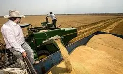 قیمت خرید تضمینی گندم اعلام شد؛ ۲۷ تا ۲۹ هزار و ۵۰۰ تومان 
