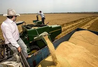 قیمت خرید تضمینی گندم اعلام شد؛ ۲۷ تا ۲۹ هزار و ۵۰۰ تومان 