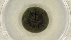 قارچی مرموز در چرنوبیل که از «اشعه مرگبار» تغذیه می‌کند