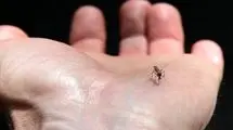 عقیم‌سازی پشه‌ها برای مقابله با تب دنگی