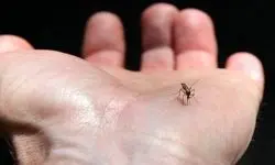 عقیم‌سازی پشه‌ها برای مقابله با تب دنگی