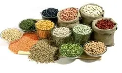 چرا واردکنندگان حبوبات سرگردان شدند؟