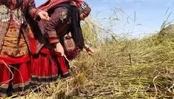 دولت برای بازار برنج ایرانی چه برنامه‌ای دارد؟