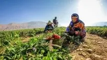 بیمه تامین اجتماعی مادران رایگان شد