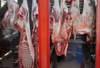 هر کیلو گوساله ۵۱۰ هزار تومان؛ برای صادرات گوشت قرمز مشکلی نداریم