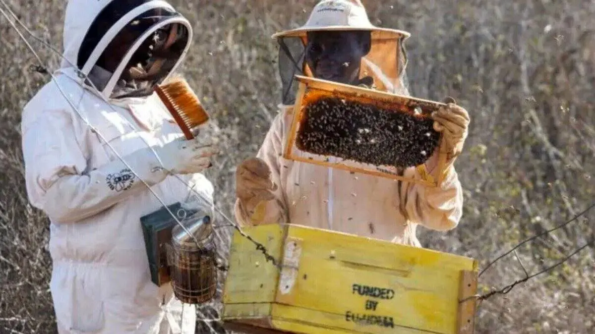 چرا فیلها از زنبورها متنفرند؟