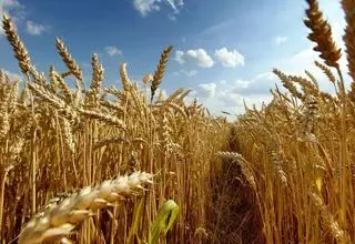 پرداخت ۲۹ درصد مطالبات گندمکاران