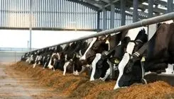 خبر بد درباره دام زنده در ایران اعلام شد