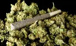 مصرف کننندگان گل تهرانی، امروز دستشان خالی ماند!