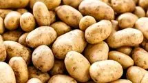 سیب‌زمینی و گوجه‌فرنگی ارزان شد
