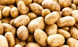 قیمت سیب‌زمینی و گوجه‌فرنگی ارزان شد
