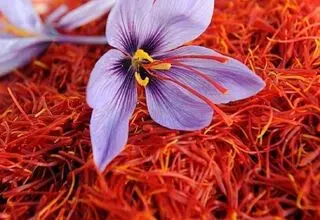 کاهش ۴۰ تا ۶۰ درصدی تولید زعفران نسبت به سال گذشته