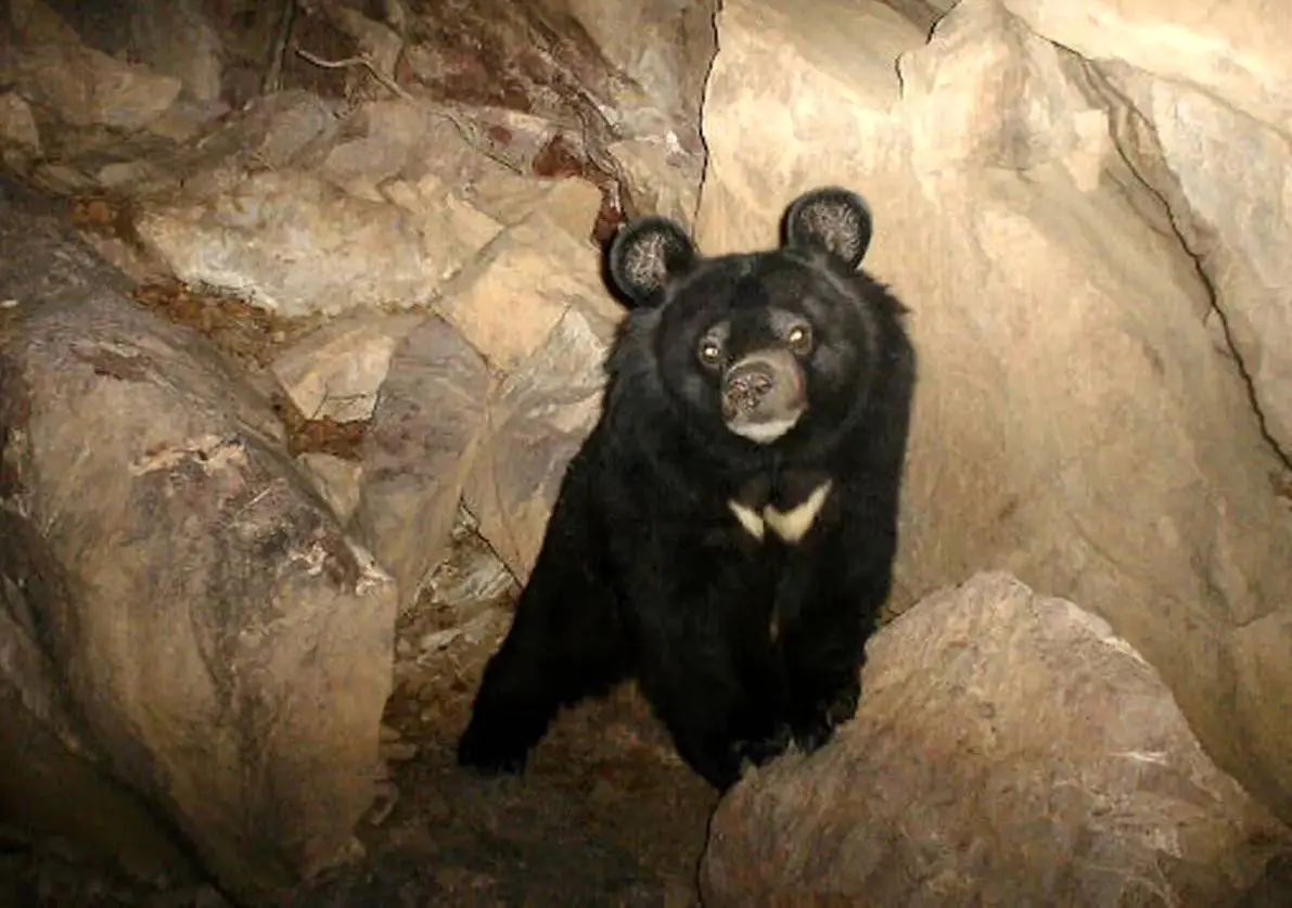 حمله دوباره خرس سیاه آسیایی به دام‌های روستایی