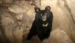 حمله دوباره خرس سیاه آسیایی به دام‌های روستایی